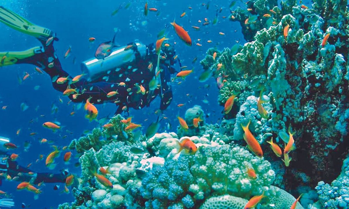 Las altas temperaturas que se registran en el mar Caribe por el cambio climático ocasiona que los arrecifes de coral mueran