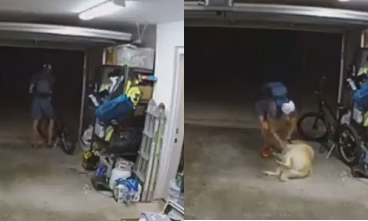 Ladrón entra a casa y se hace amigo del perro para poder robar bicicleta.