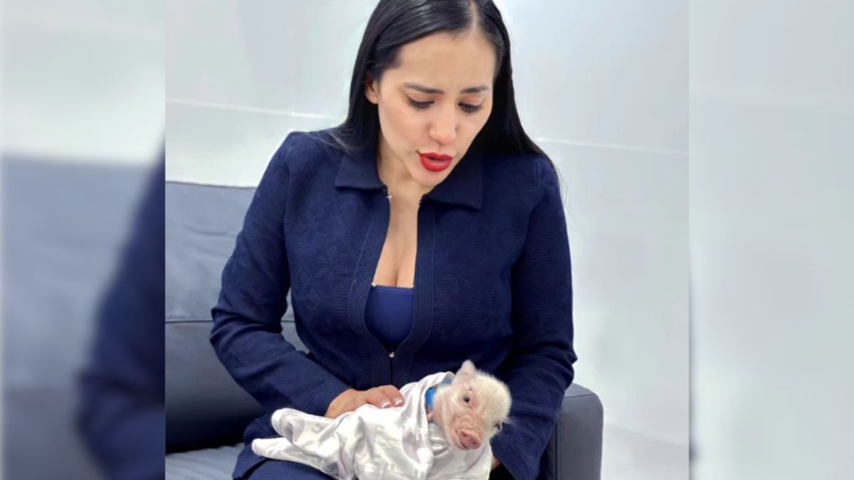 Foto:Twitter/@SandraCuevas_|¡Puig Puig! Sandra Cuevas adopta a un cerdo; pide ayuda para darle nombre