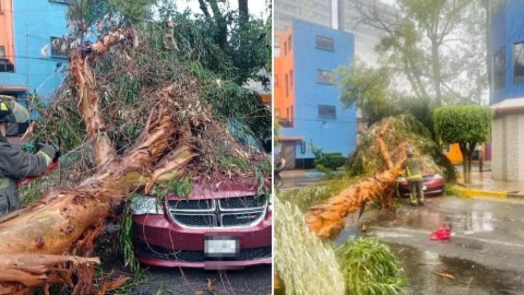 La lluvia y el viento que sacudieron la tarde de este marte a la Ciudad de México derribaron tres árboles, lo cual afectó a tres vehículos, un poste y cableado eléctrico.