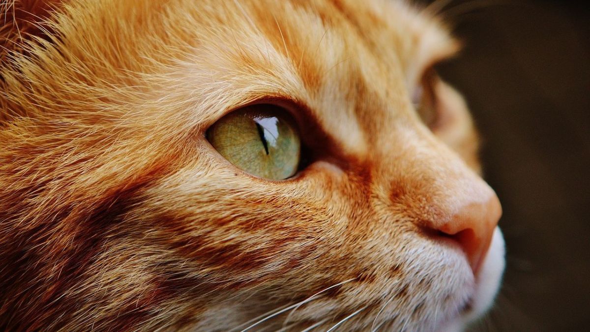 Foto:Pixabay|¡Terrible! Envenenan y mutilan a 4 gatitos en Xochitepec