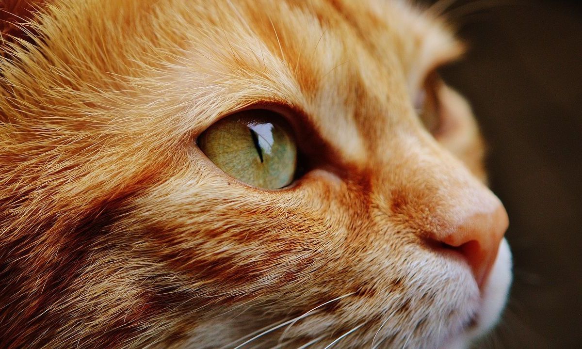 Foto:Pixabay|¡Terrible! Envenenan y mutilan a 4 gatitos en Xochitepec