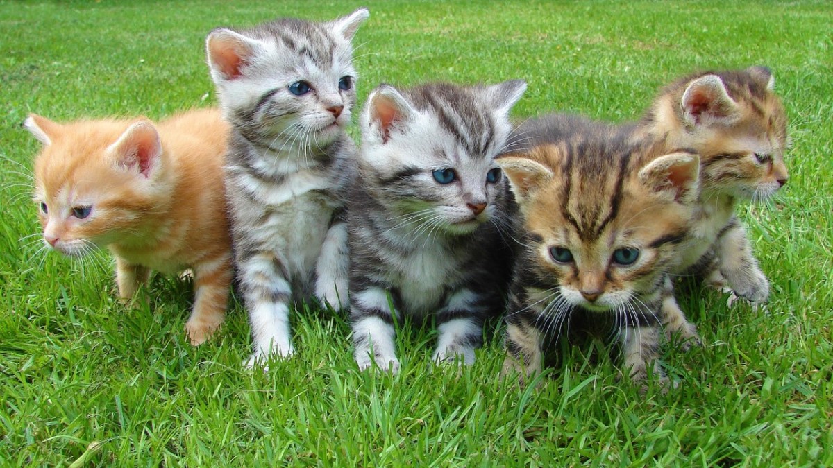 Imagen de gatitos que son conocidos en México como "michis"