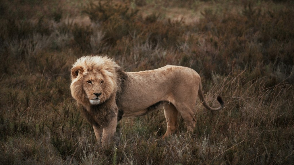 Fotografía de un león