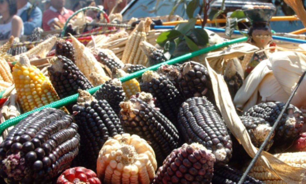 México pedirá a EU crear un grupo de investigación para presentar resultados sobre el consumo de maíz transgénico en humanos
