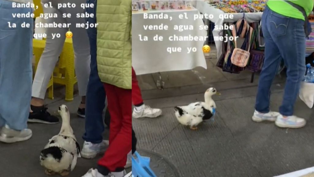 El patito chambeador si existe, pues un en redes se viralizó un ave que salió a las calles del Centro Histórico de la CDMX a vender aguas embotelladas