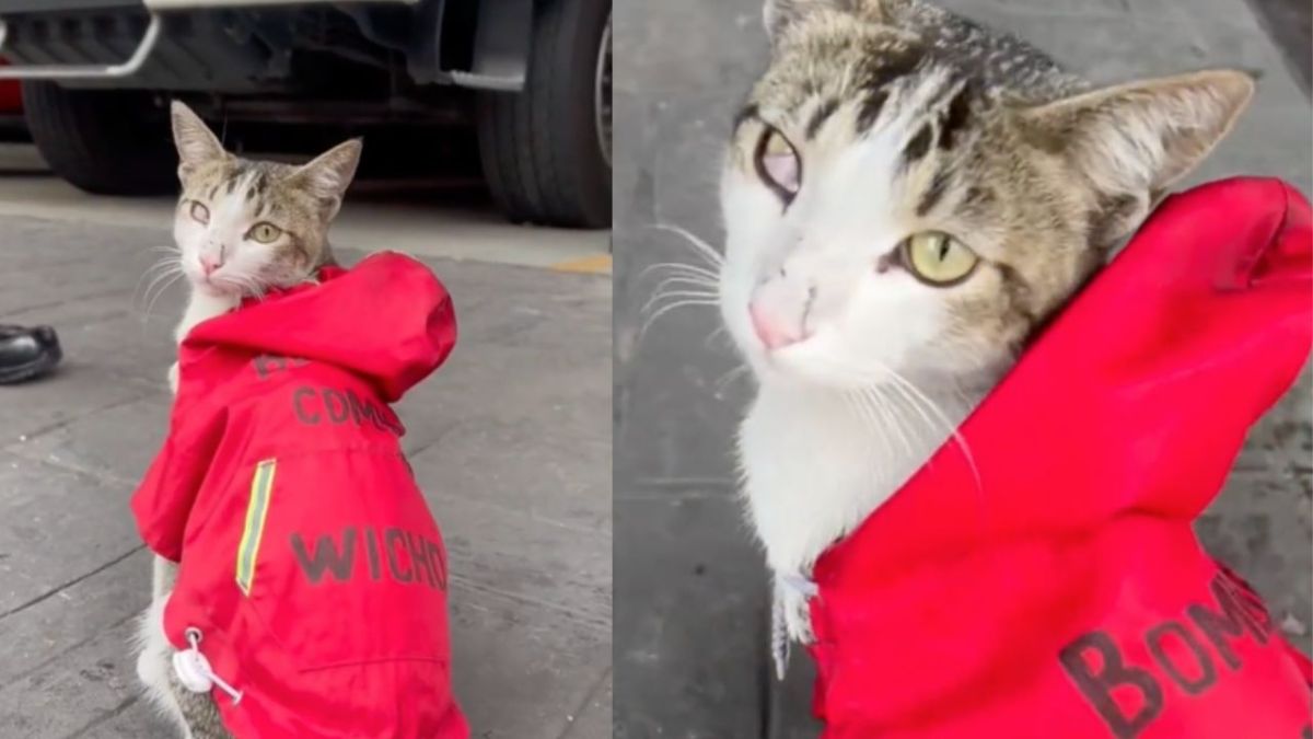 A casi un año de haber sido adoptado, 'Wicho', el gatito bombero de la CDMX, falleció.