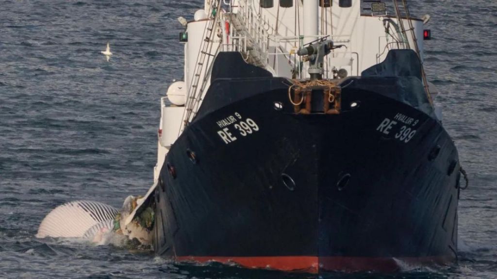 Islandeses matan a las dos primeras ballenas tras reautorización de la caza