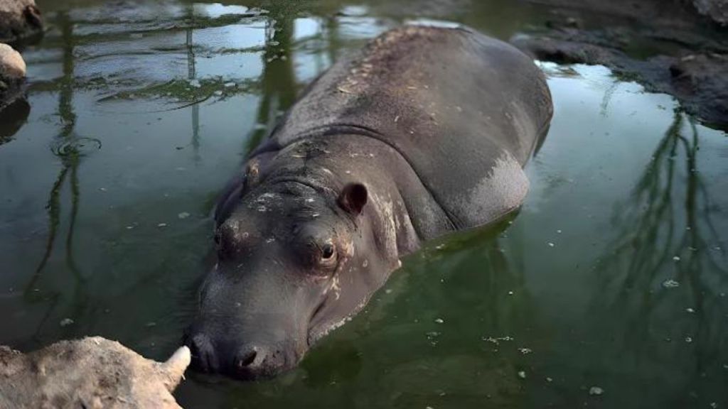 Llegarían 10 hipopótamos de Colombia a santuario de Sinaloa; son descendientes de los que tenía Pablo Escobar