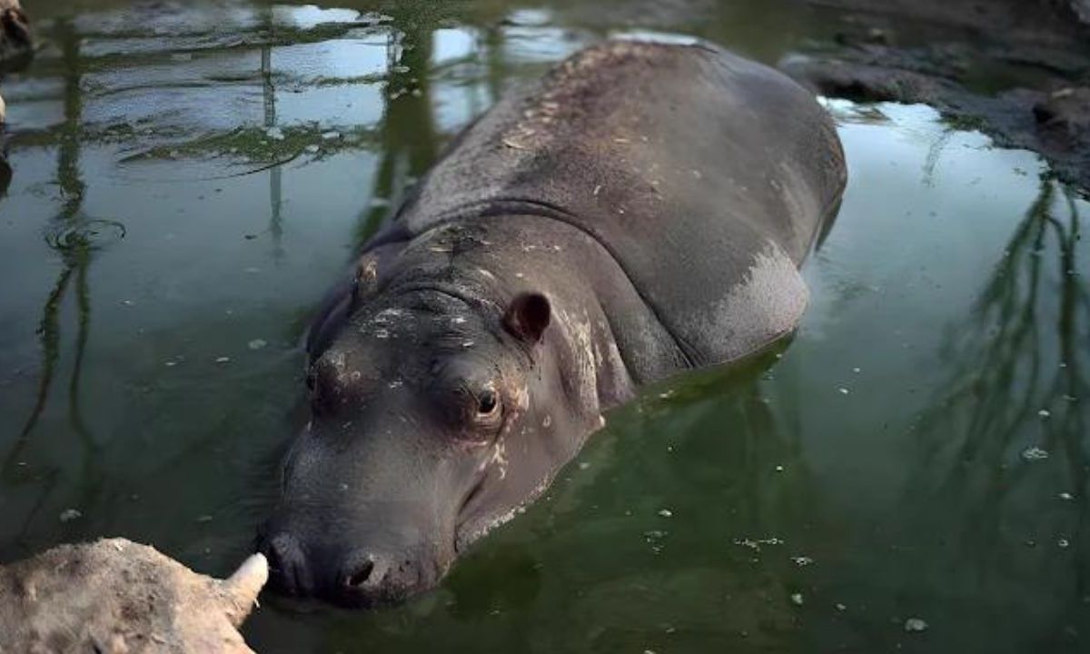 Llegarían 10 hipopótamos de Colombia a santuario de Sinaloa; son descendientes de los que tenía Pablo Escobar