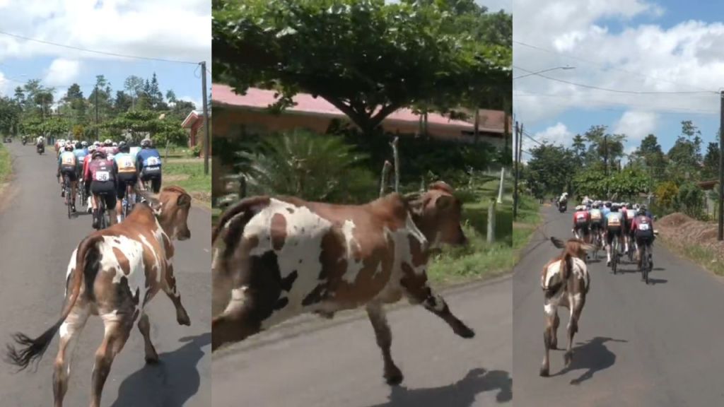 Vaca se cuela en carrera de ciclismo en Costa Rica
