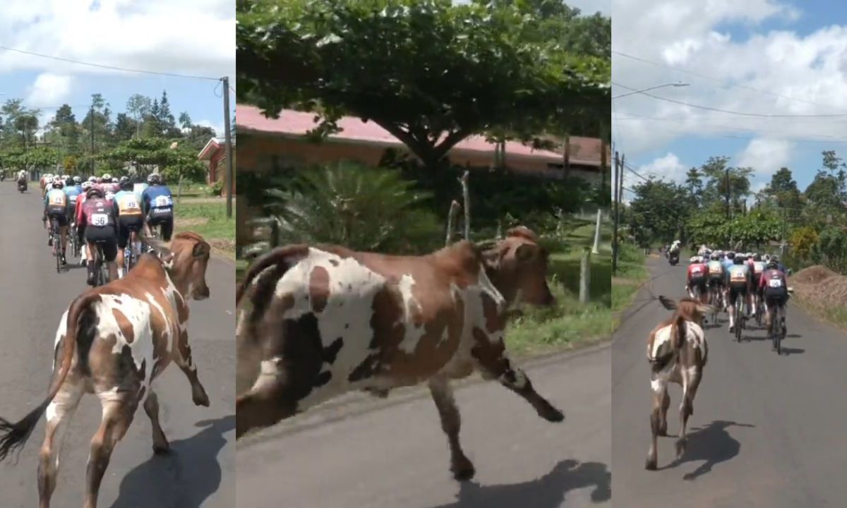 Vaca se cuela en carrera de ciclismo en Costa Rica