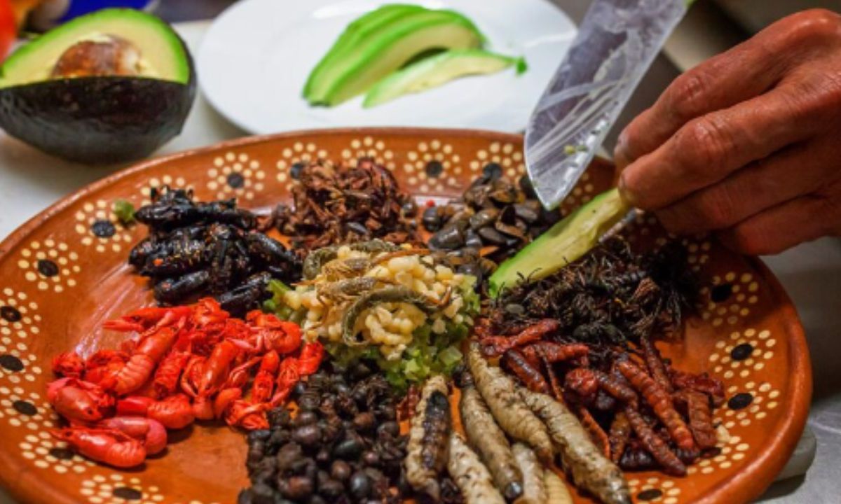 Chapulines, Escamoles hasta Hormigas Chicatanas, son de los 7 insectos más consumidos en México