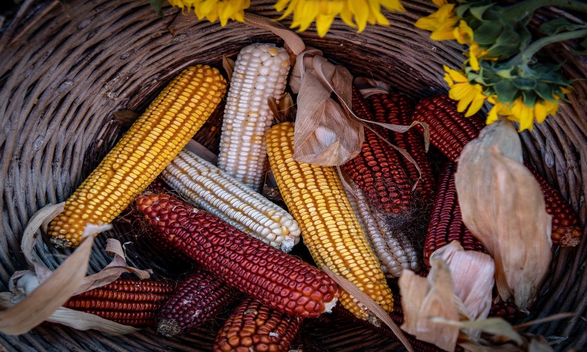 fotografía de la diversidad del maíz