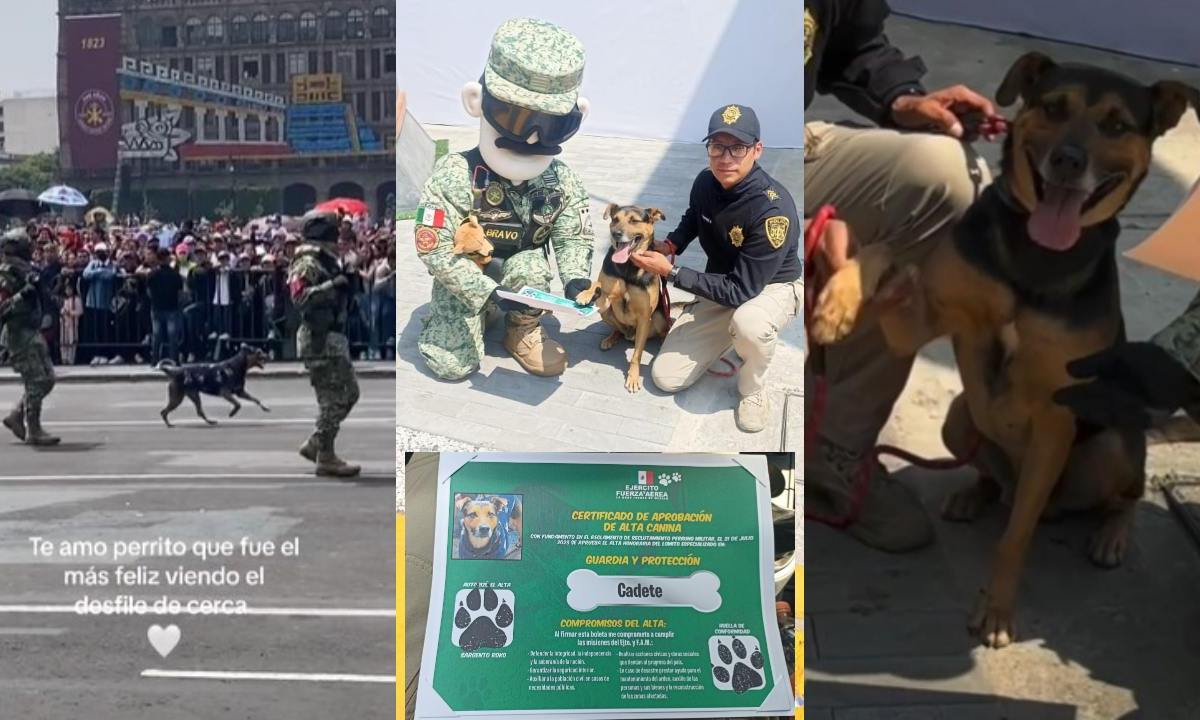 Un perrito callejero que se robó las miradas en el desfile militar del pasado 16 de septiembre fue adoptado y ahora tiene nuevo nombre, se llama "Cadete".