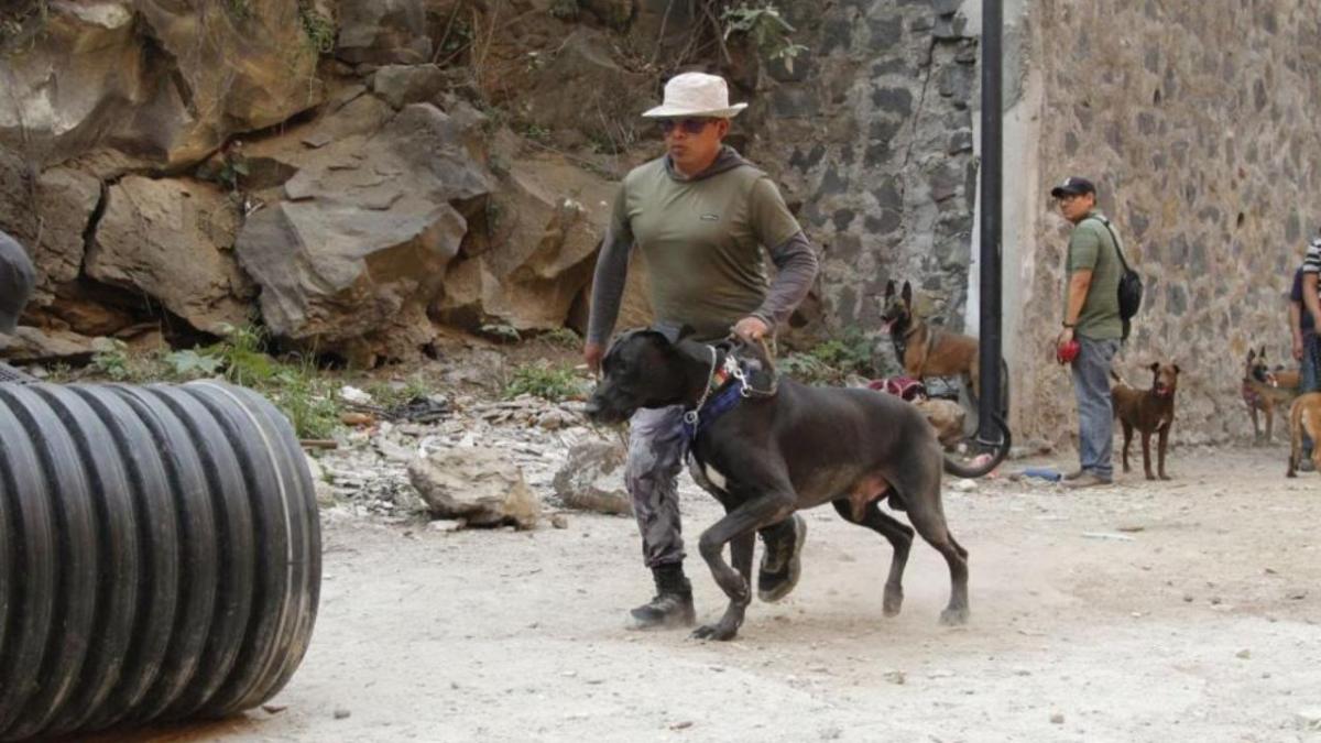 Debido al éxito del primer curso del Taller de Fundamentos de Búsqueda y Rescate para perros de la Alcaldía Tlalpan, la segunda generación de canes rescatistas ya se encuentra lista para ayudar en la localización de su humano en caso de un desastre natural