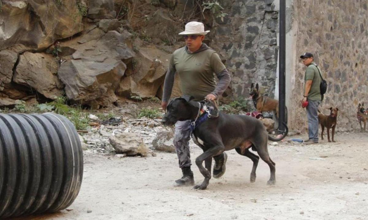 Debido al éxito del primer curso del Taller de Fundamentos de Búsqueda y Rescate para perros de la Alcaldía Tlalpan, la segunda generación de canes rescatistas ya se encuentra lista para ayudar en la localización de su humano en caso de un desastre natural