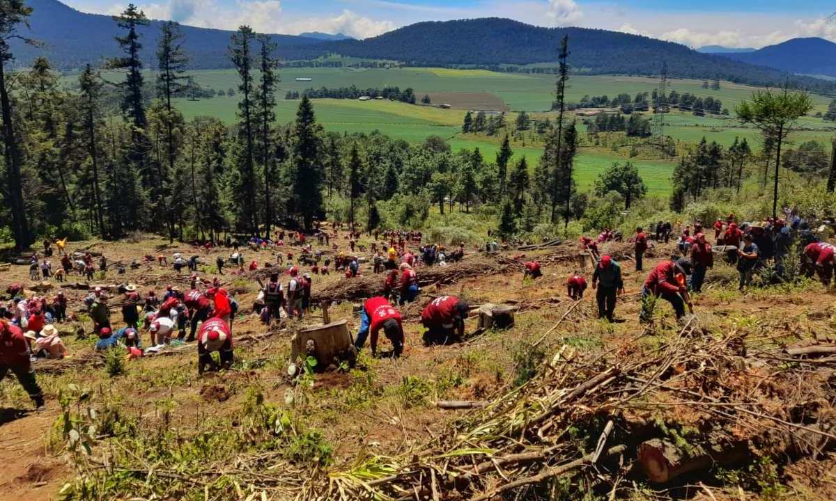 Cientos de ciudadanos se dieron cita en el Ajusco de la CDMX para reforestar las áreas afectadas por incendios y talas.