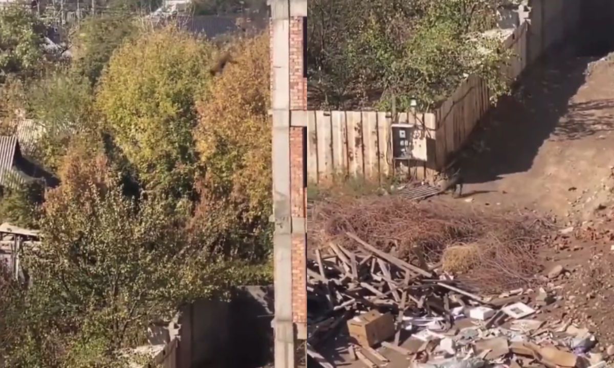 VIDEO: Perrito se lanza desde un quinto piso y sale ¡como si nada!