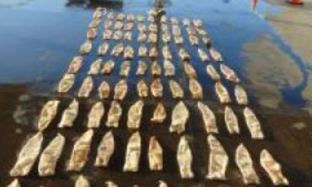 Oficiales de Aduanas y Protección Fronteriza (CBP) de Estados Unidos decomisaron alrededor de 50 kg de buche o vejigas natatorias de totoaba, una especie en peligro de extinción.