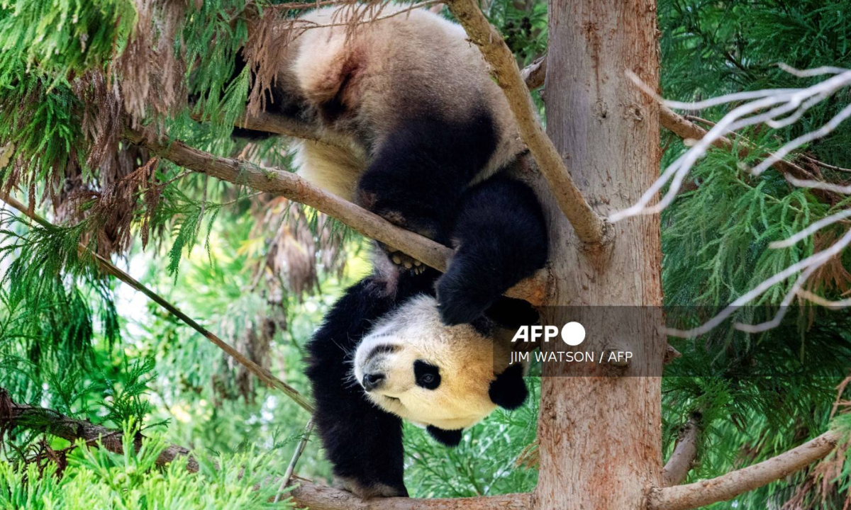 EU devuelve tres pandas a China en medio de tensión diplomática