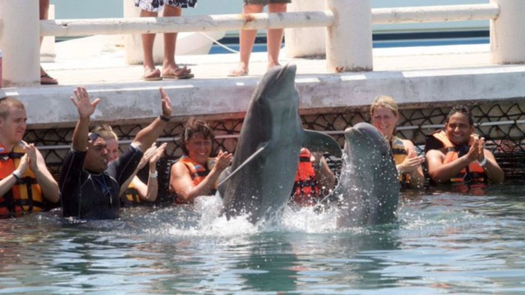 Avanza en Comisiones del Senado prohibición de espectáculos con mamíferos marinos