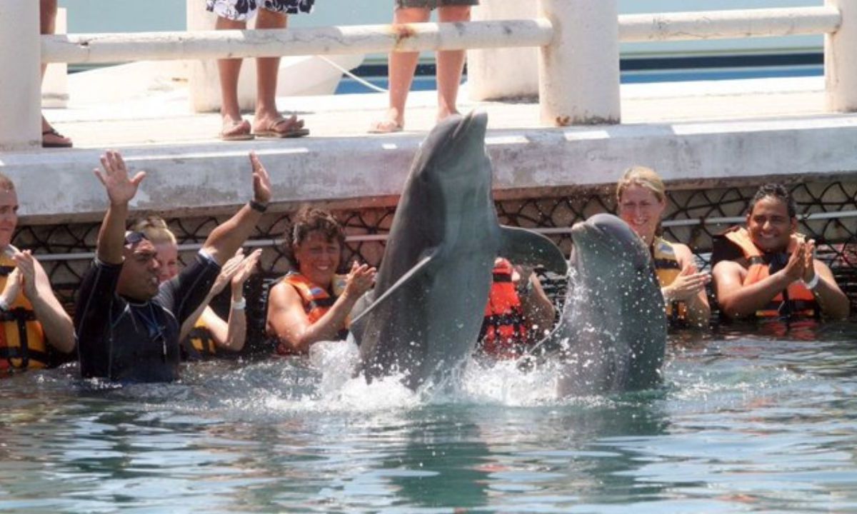Avanza en Comisiones del Senado prohibición de espectáculos con mamíferos marinos