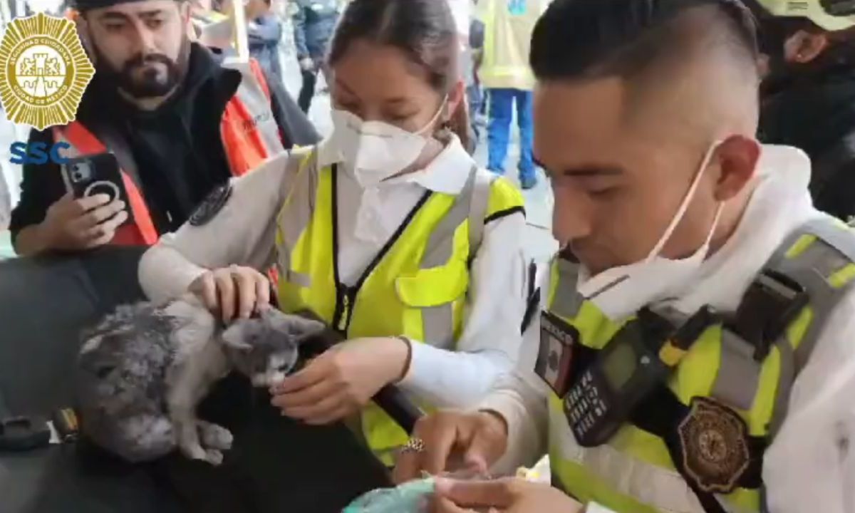 Rescatan a gatito en incendio en la Plaza Oasis