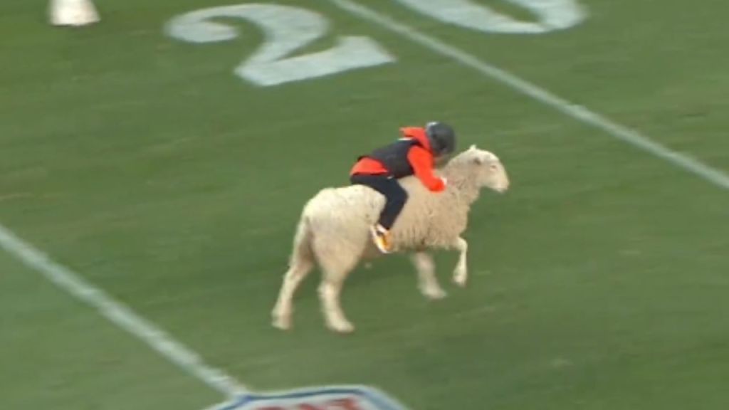 Foto:Captura de pantalla|VIDEO: ¡WTF! Niños montan ovejas en el show de medio tiempo de los Denver Broncos