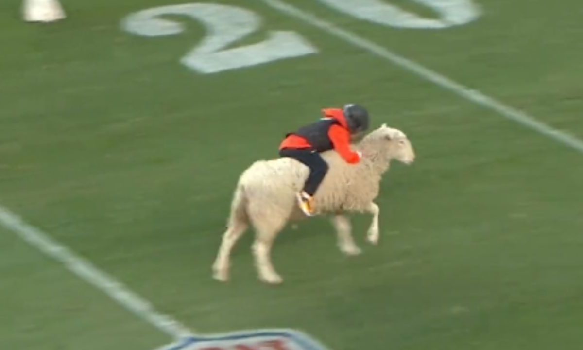 Foto:Captura de pantalla|VIDEO: ¡WTF! Niños montan ovejas en el show de medio tiempo de los Denver Broncos