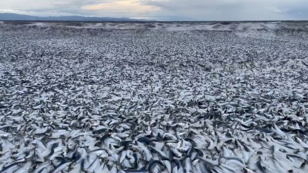 Miles de peces muertos llegan a costas de Japón; apunta como causa aguas de Fukushima