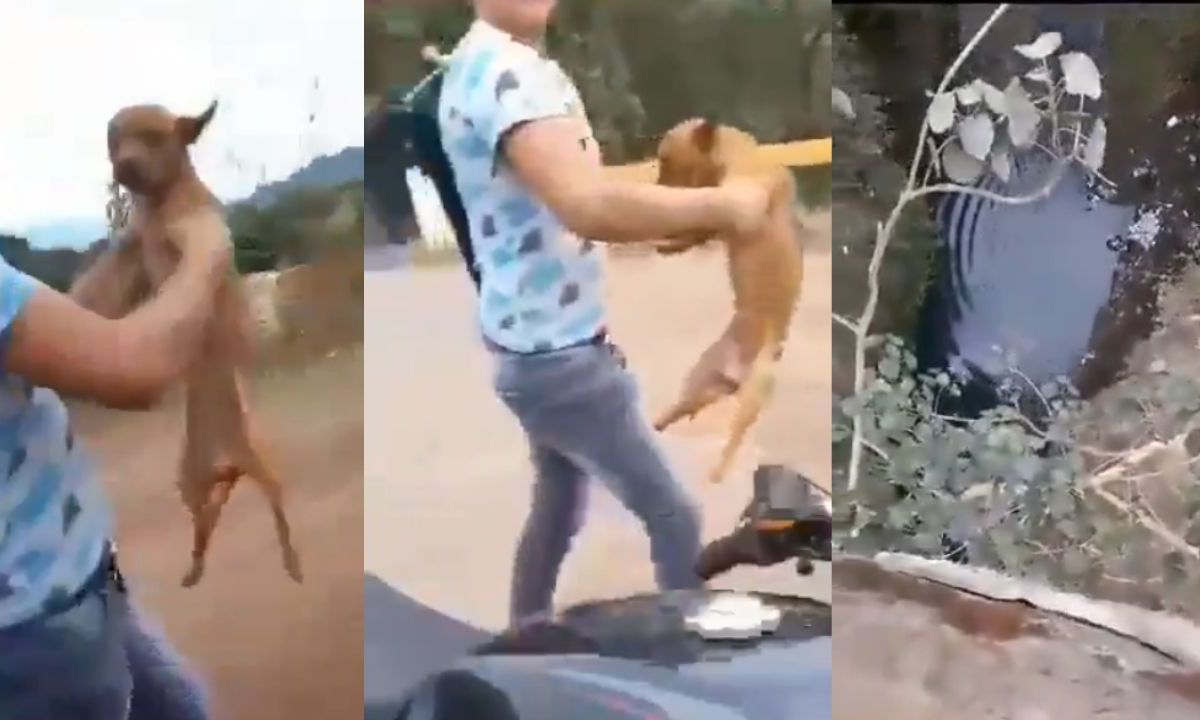 Jóvenes arrojan desde un puente en Peribán a un perrito; le disparan