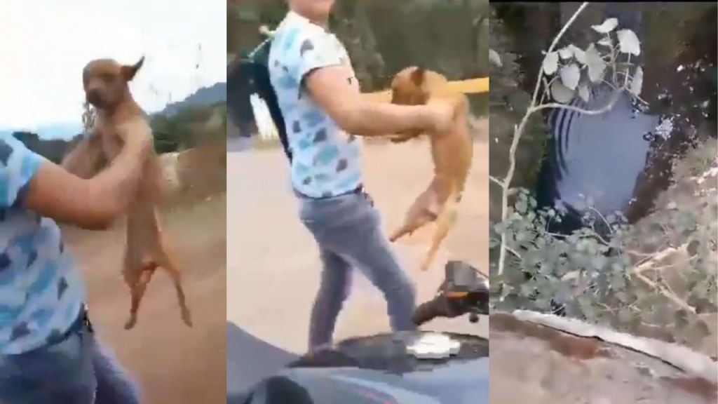 VIDEO: “Se metió un ver*”: Jóvenes lanzan a perrito desde un puente en Peribán. Noticias en tiempo real