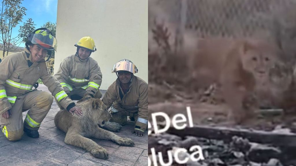 Capturan a cachorro de león en Xonacatlán; deambulaba por las calles y generó alarma