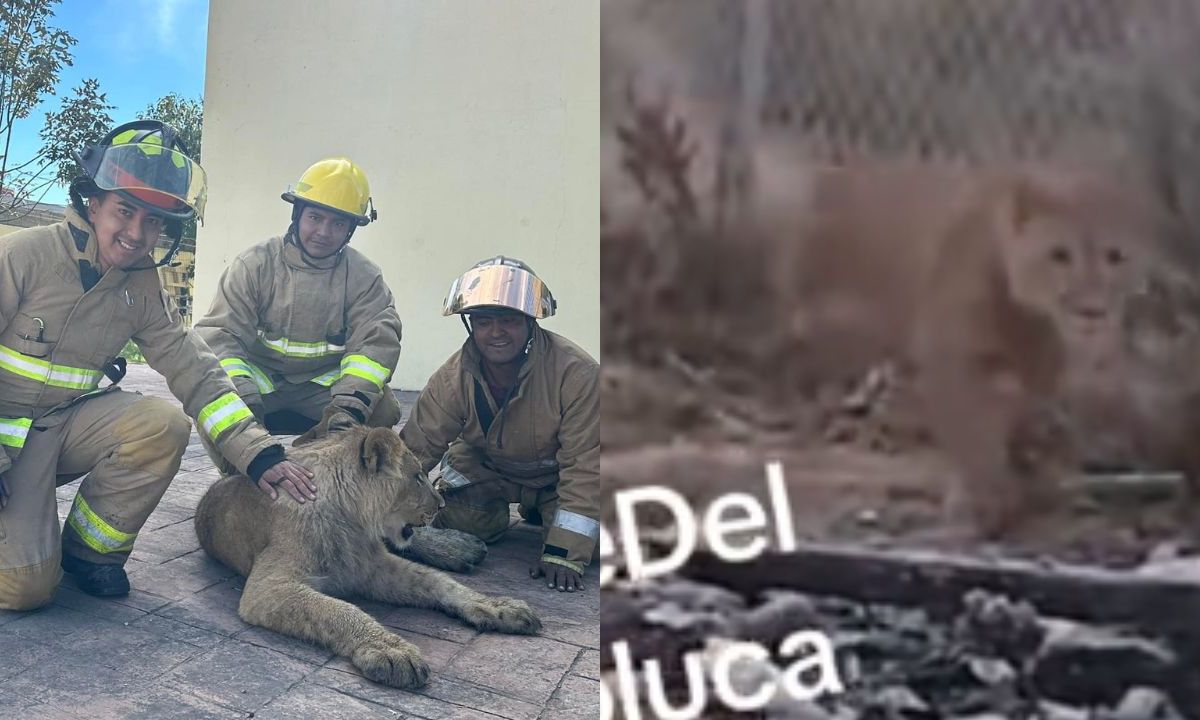 Capturan a cachorro de león en Xonacatlán; deambulaba por las calles y generó alarma