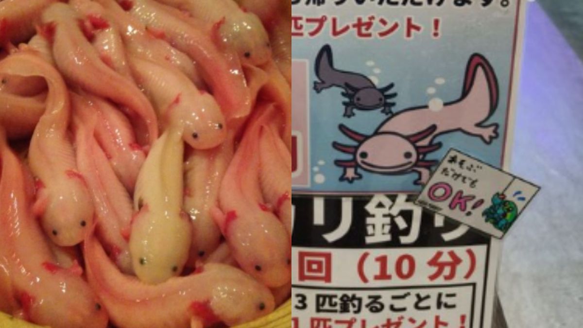 El restaurante de comida exótica en Japón, Noge Chinyuja, causó controversia por presuntamente vender ajolotes fritos