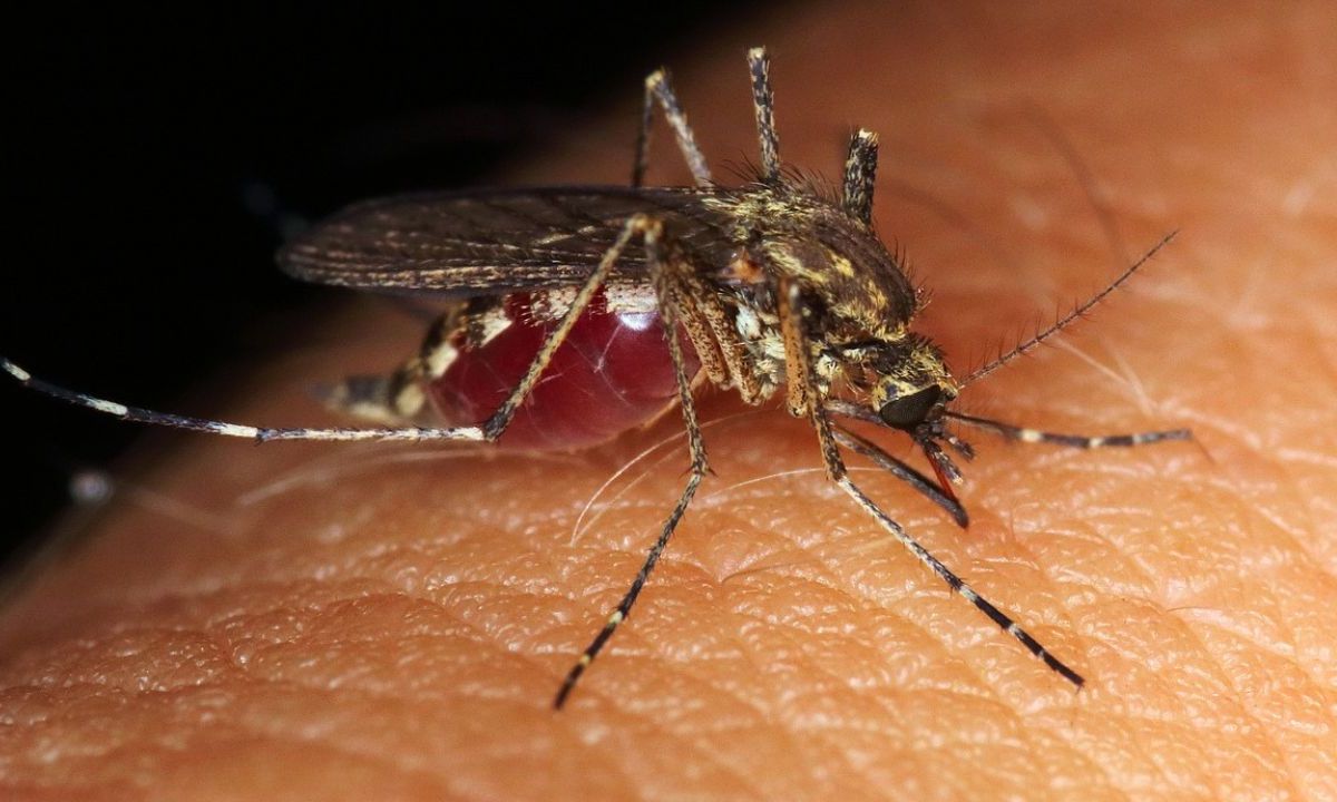 Foto:Pixabay|Acapulco en alerta por aumento de casos de Dengue tras 2 meses de Otis