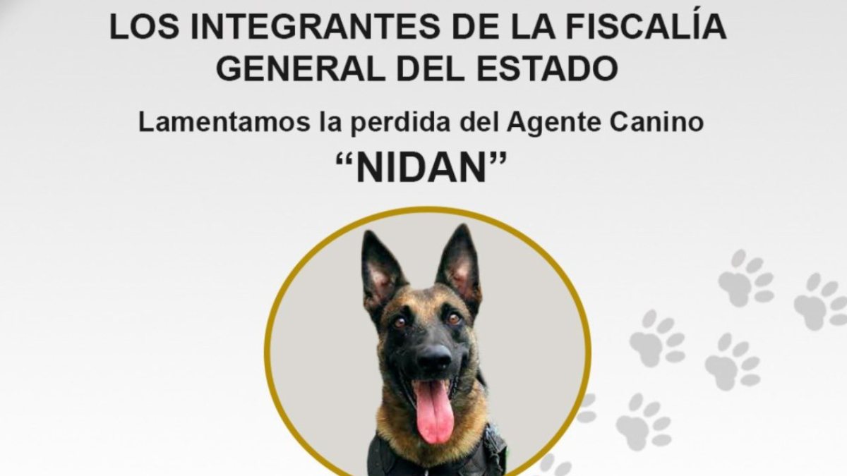 La Fiscalía de Guerrero informó sobre la muerte de 'Nidan', un agente canino que perdió la vida durante las labores de búsqueda en Acapulco