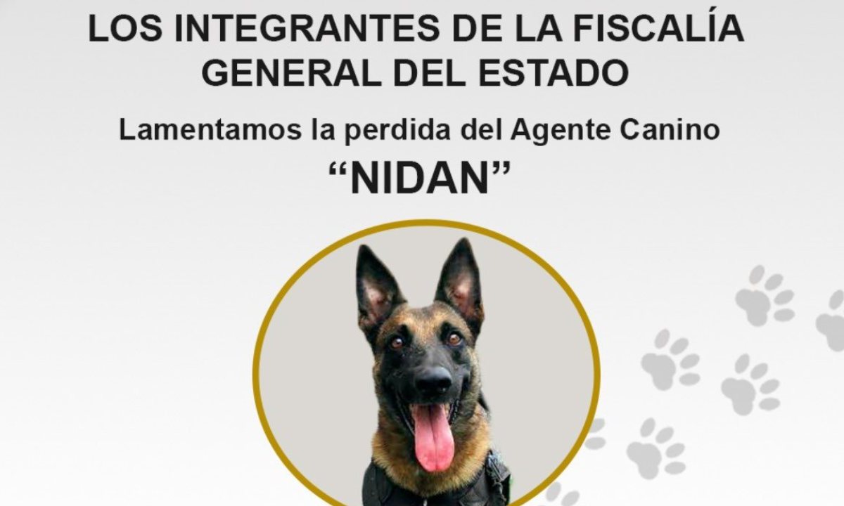 La Fiscalía de Guerrero informó sobre la muerte de 'Nidan', un agente canino que perdió la vida durante las labores de búsqueda en Acapulco