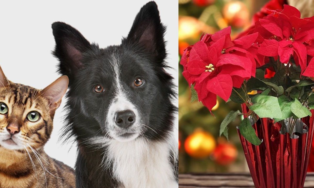 Las Nochebuenas tras la sustancia que contiene que es la Euphorbia pulcherrima, pueden resultar tóxicas para los felinos, pero también para los perros