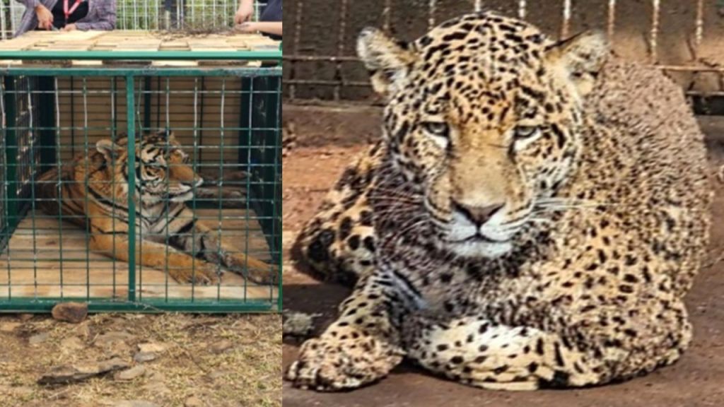 Durante un cateo de la Fiscalía General de la República a un inmueble ubicado en Jamay, Jalisco, se aseguraron varios tigres y jaguares.