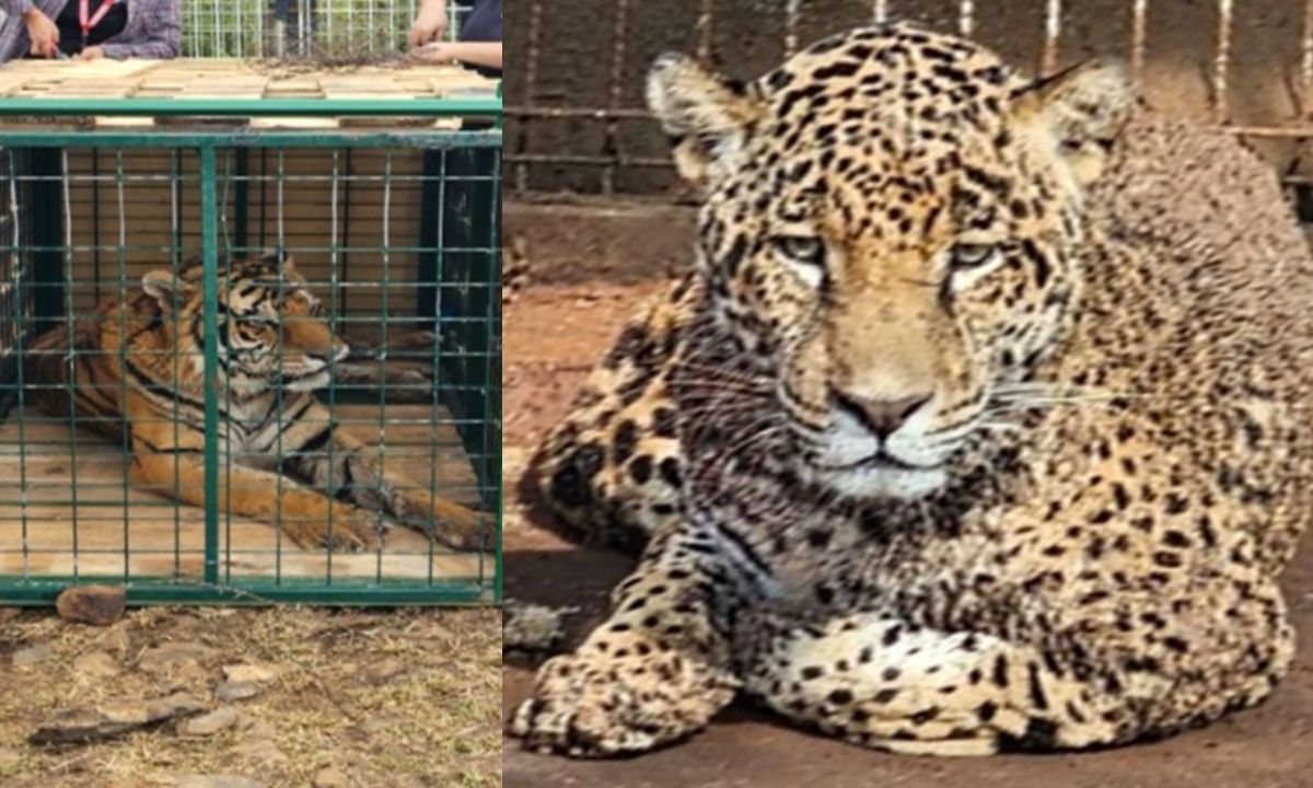 Durante un cateo de la Fiscalía General de la República a un inmueble ubicado en Jamay, Jalisco, se aseguraron varios tigres y jaguares.