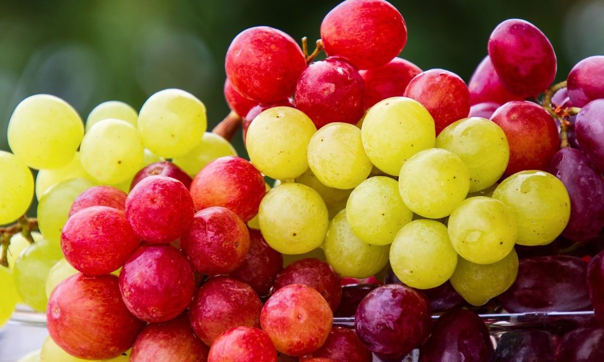Foto:Pixabay|¿Qué es mejor comer uvas verdes o moradas?