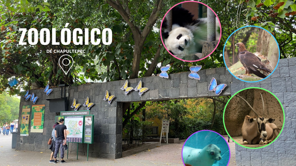 Zoológico de Chapultepec: especies que podrás encontrar dentro de él