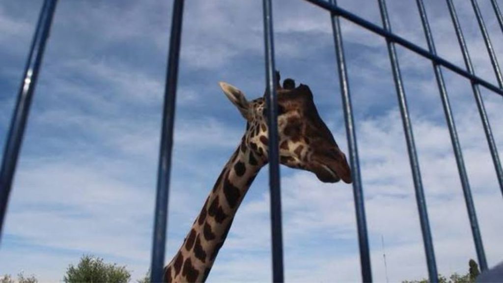 El traslado de la jirafa "Benito" a Africam Safari de Puebla se retrasó debido a que el animalito padece de parásitos