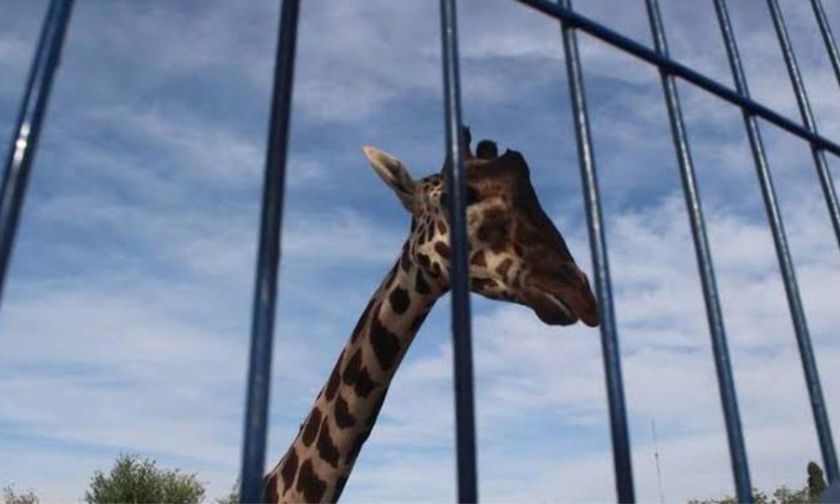 El traslado de la jirafa "Benito" a Africam Safari de Puebla se retrasó debido a que el animalito padece de parásitos