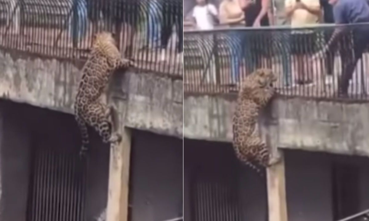 Foto:Captura de pantalla|VIDEO: Jaguar aterroriza a visitantes de un zoológico tras tratar de escapar