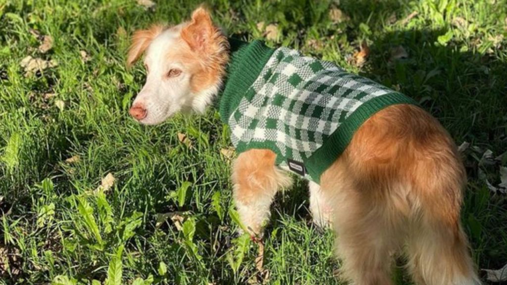 Mazapán, el perro influencer que usa calcetines y zapatos falleció este viernes tras preseuntas complicaciones de salud