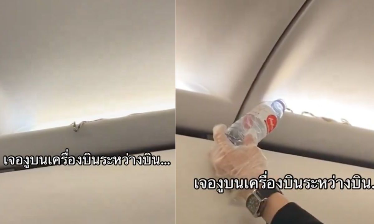 Pasajeros se llevaron un gran susto al observar la serpiente que viajaba en el portaequipaje de un avión de la aerolínea AirAsia