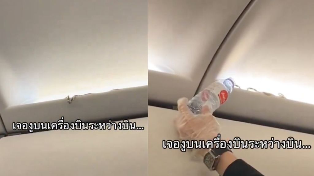Pasajeros se llevaron un gran susto al observar la serpiente que viajaba en el portaequipaje de un avión de la aerolínea AirAsia